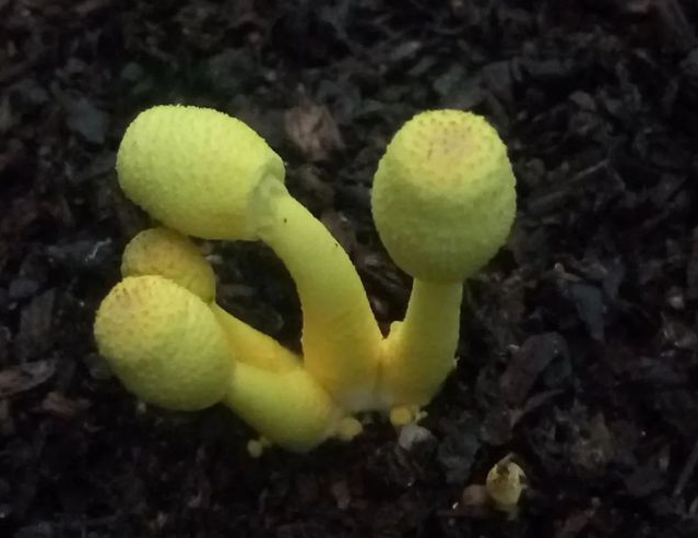 孢子捕捉儀 孢子捕捉儀