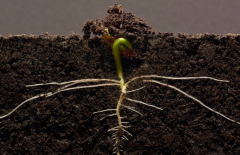 為什么要進行土壤有機質(zhì)檢測？